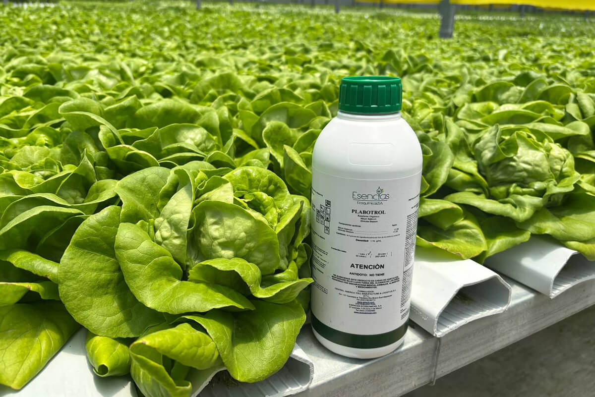 Productos y servicios – Grupo Ecoquímicas – Sitio Oficial